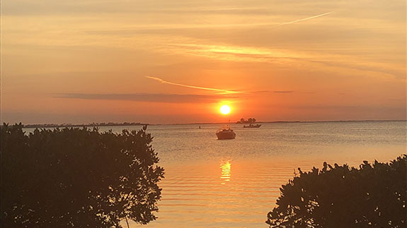 the sun setting between two bushes over water