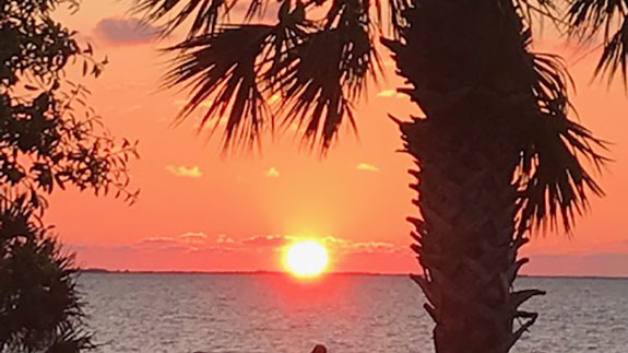 a palm tree close up in the foreground with a bright orange sunset right at the waterline
