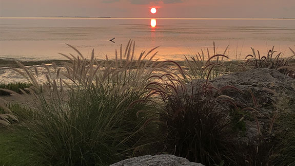 a large rock with plants on a sandy beach with the sun setting in the distance