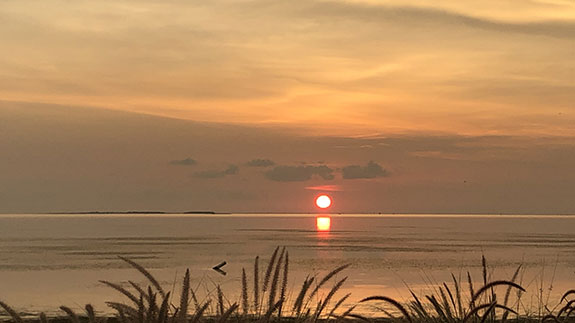 the sun setting just at the water framed in a blue gray sky with plants at the shoreline 