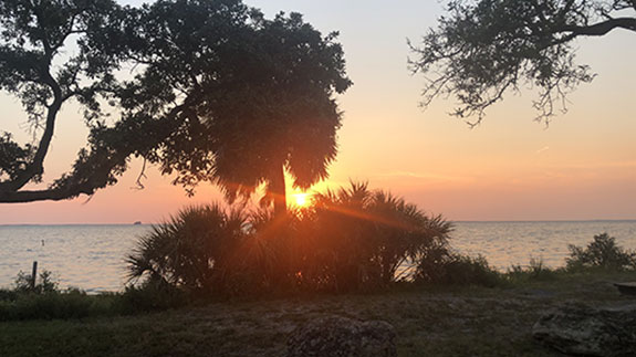 coastal trees and a bush in front of the diffuse setting sun over the water